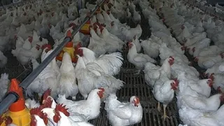 Капитал - Казахстан ограничил ввоз птицы и скота из Дании и Германии