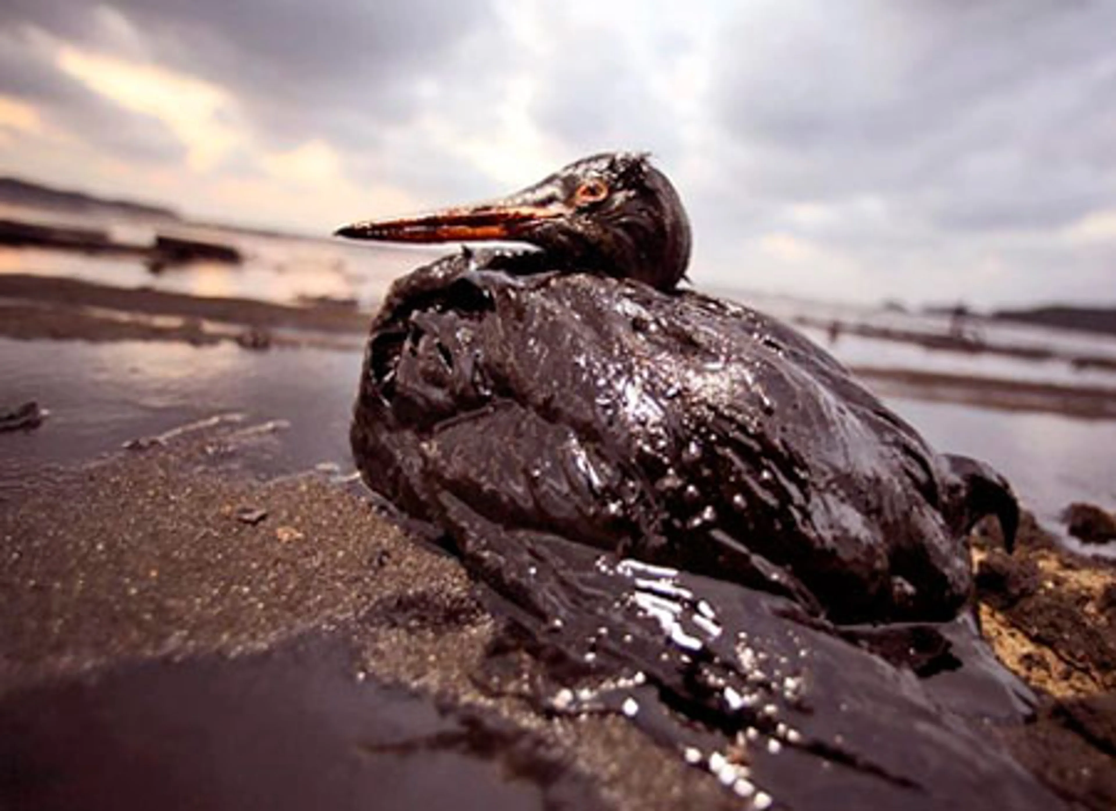 Капитал - «Роснефть» выдвинули на рекорд Гиннеса по разливам нефти