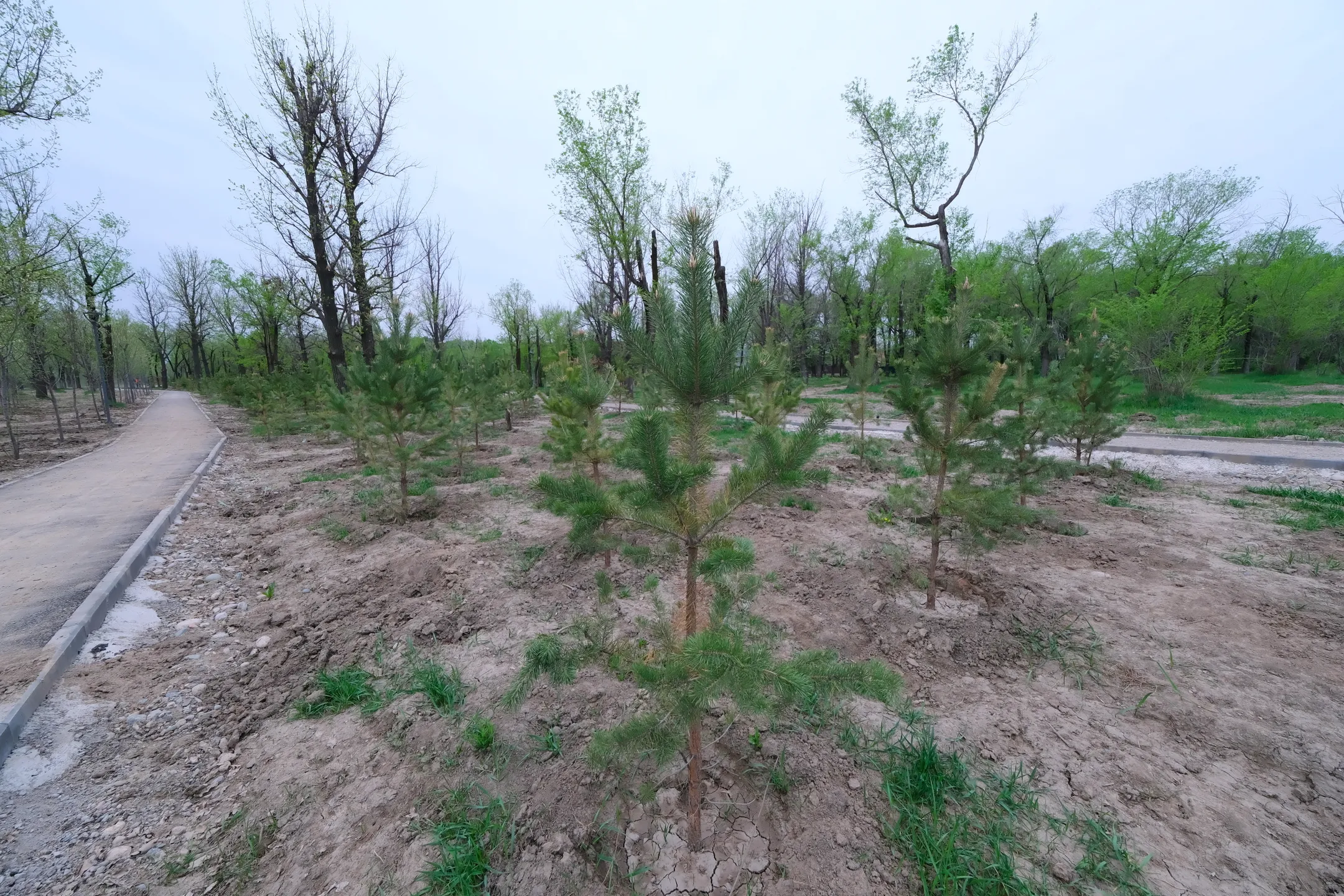 Аким Алматы проверил ход работ по благоустройству парка Желтоксан - Image Kapital.kz