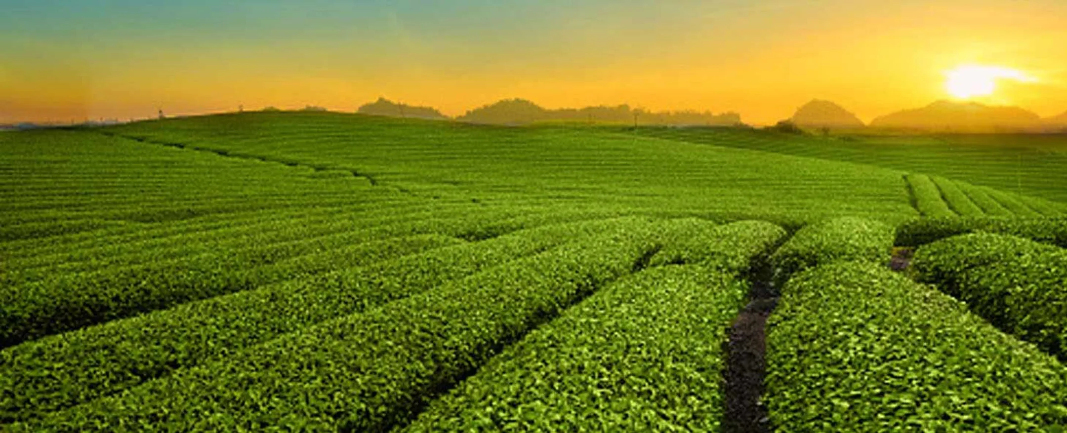 Современные плантации для выращивания чая бренда Lipton 