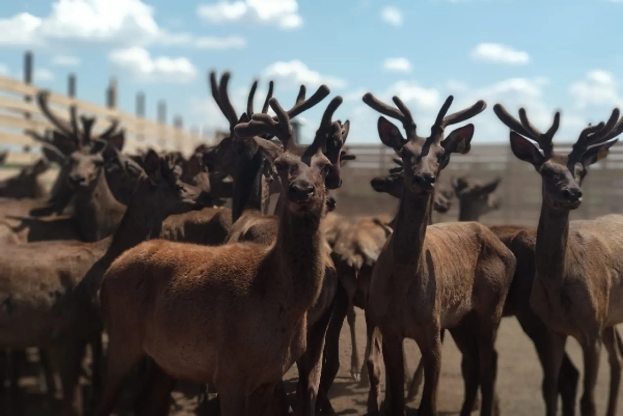 Почему пантолечебница стоит 500 млн тенге - Image Kapital.kz