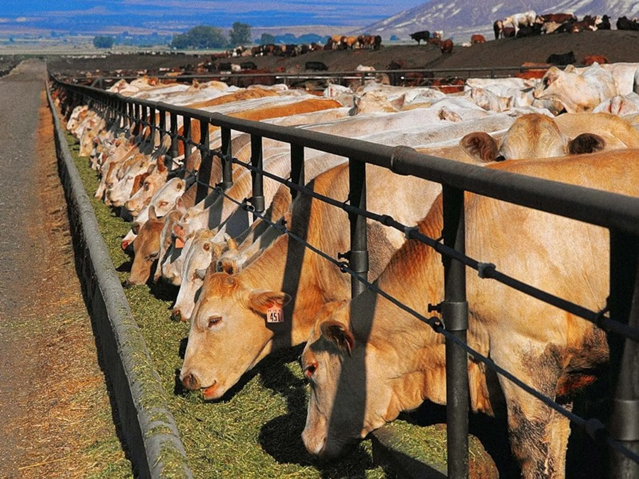 АПК Казахстана потеряет 20 млрд. при вступлении в ВТО - Image Kapital.kz