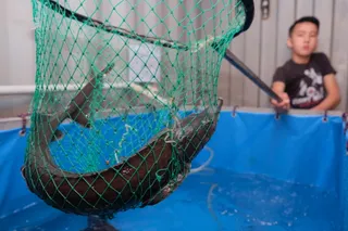 Капитал - Казахстанские рыбные хозяйства хотят создать корпорацию