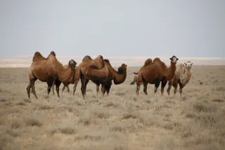 Фото: Руслан Пряников