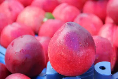 В Россию запретили ввозить продукты из Болгарии