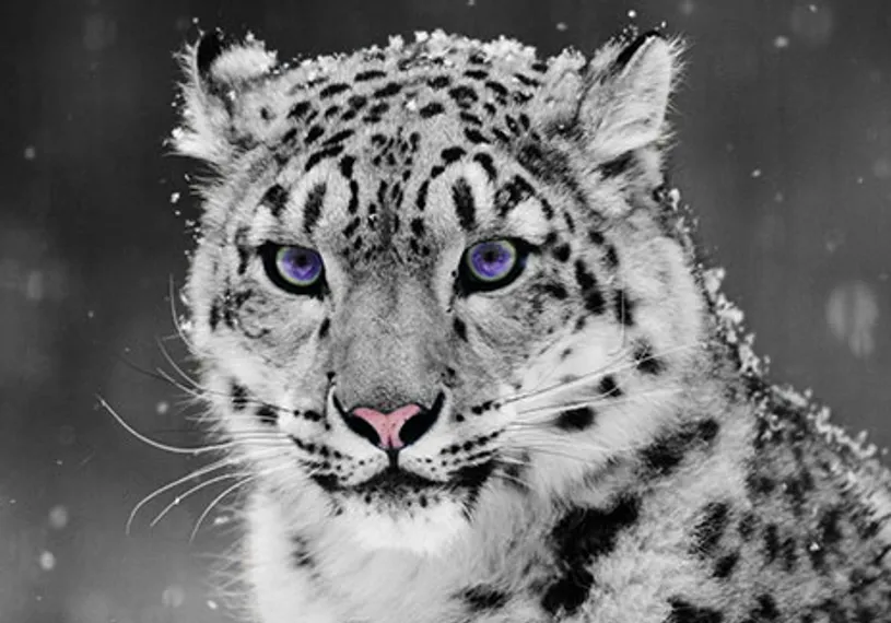 Капитал - Почему Казахстан называют «азиатским барсом»?