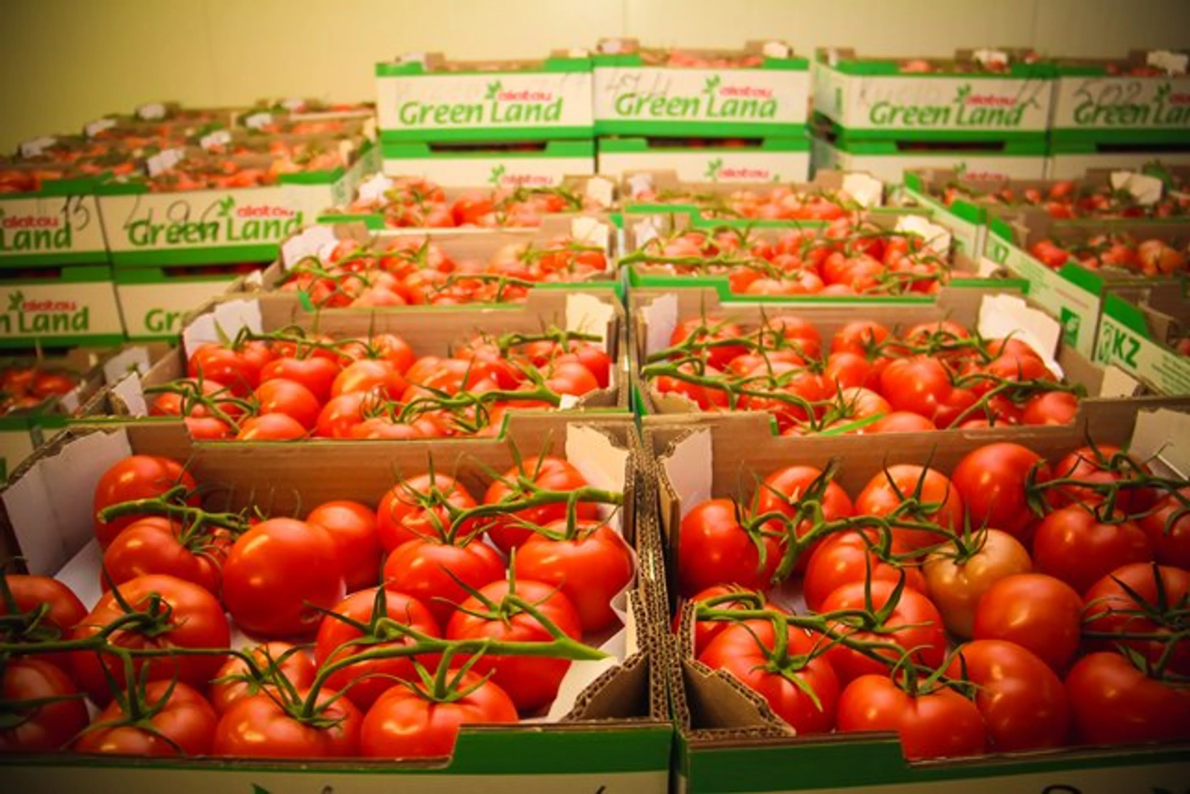 Капитал - Сделано в Казахстане: лучшие сорта томатов и огурцов без ГМО круглогодично