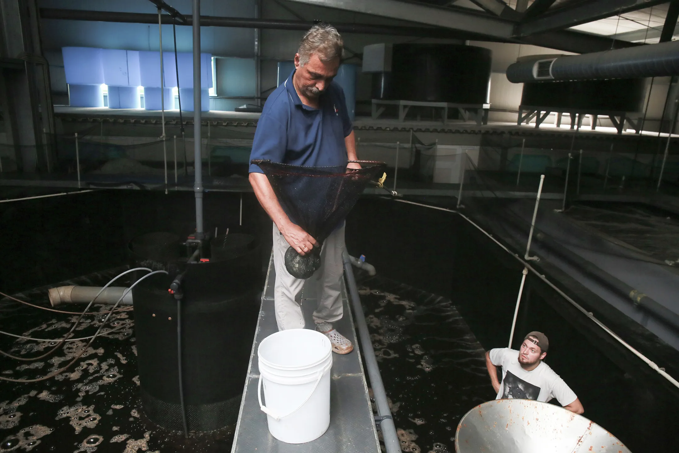 На фото: Процесс вылавливания взрослых креветок из больших бассейнов <br>