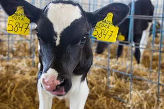 Капитал - Кредиты на 1,3 млрд тенге выделили по программе Сыбаға