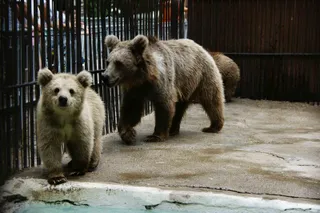 Капитал - Что изменится в Алматинском зоопарке?