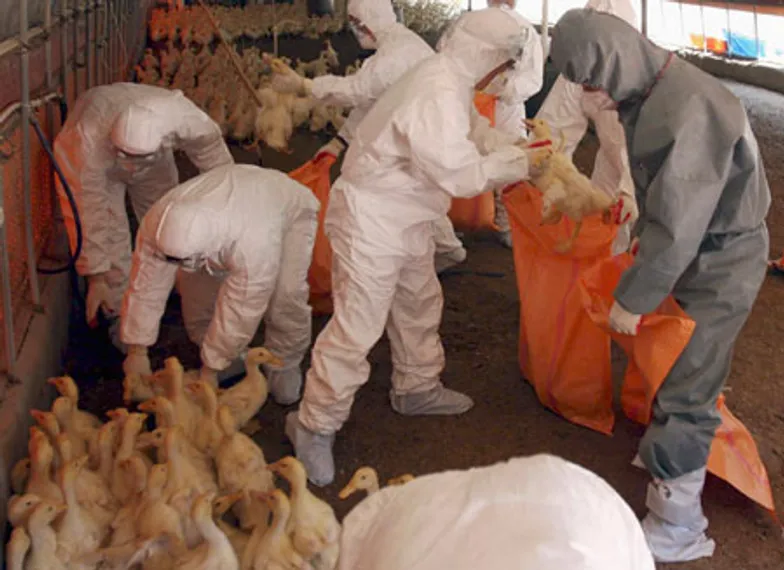 Капитал - В Китае истребляют уток из-за птичьего гриппа