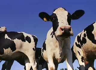 Капитал - Ввоз алтайского мяса в РК запрещен