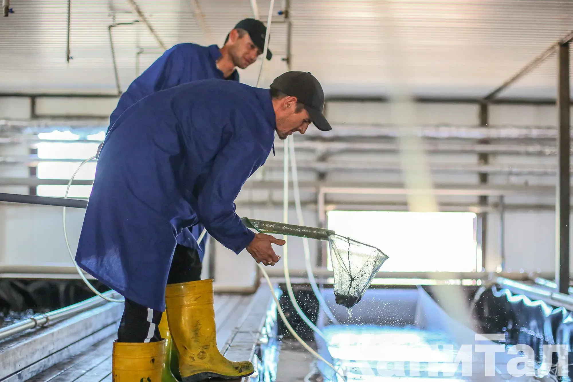 За два года число рыбоводческих хозяйств в Казахстане увеличилось в 2,5 раза