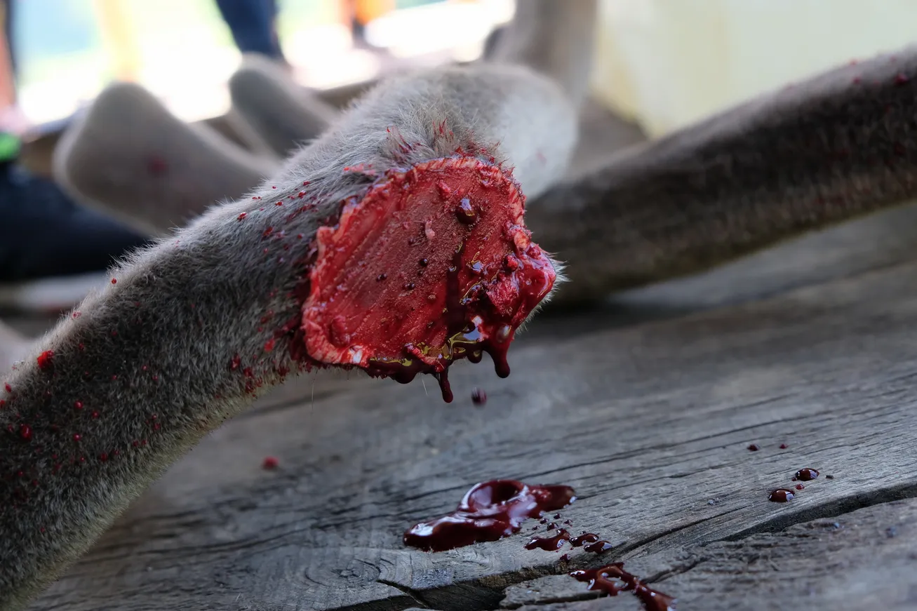 Кто в Алматинской области зарабатывает на пантах - фото kapital.kz