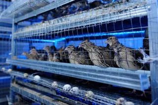 Капитал - В Актобе бизнесмены открыли самую крупную перепелиную ферму