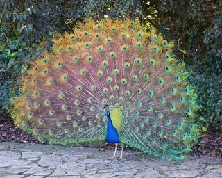 Капитал - Питомник для экзотических птиц открыли в ЮКО