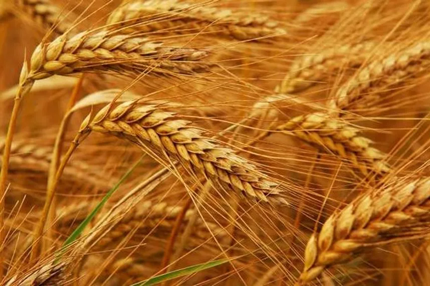 Капитал - Минсельхоз ожидает сбор зерновых на уровне 19,2 млн тонн