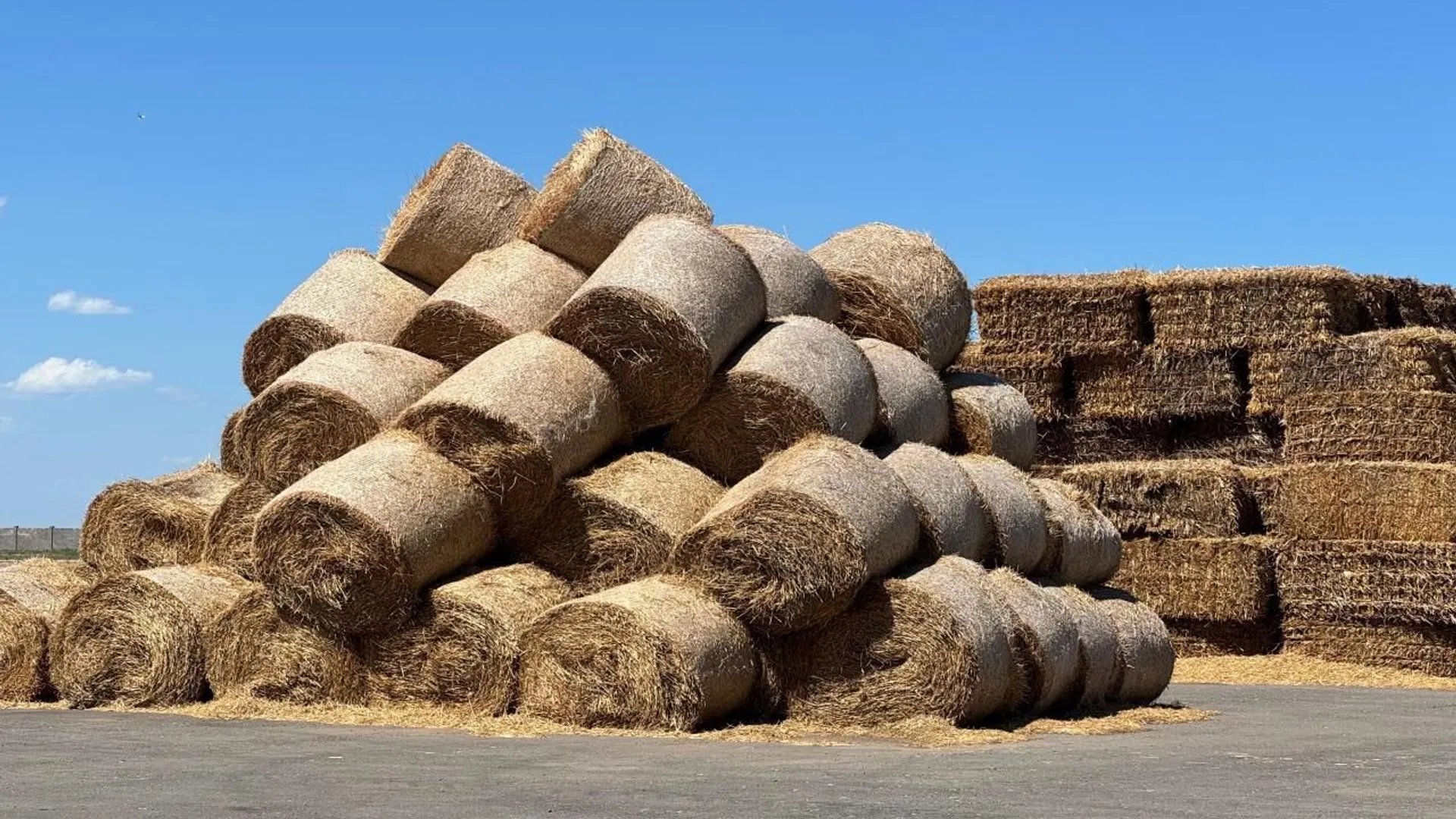 Фото: Министерство сельского хозяйства РК 