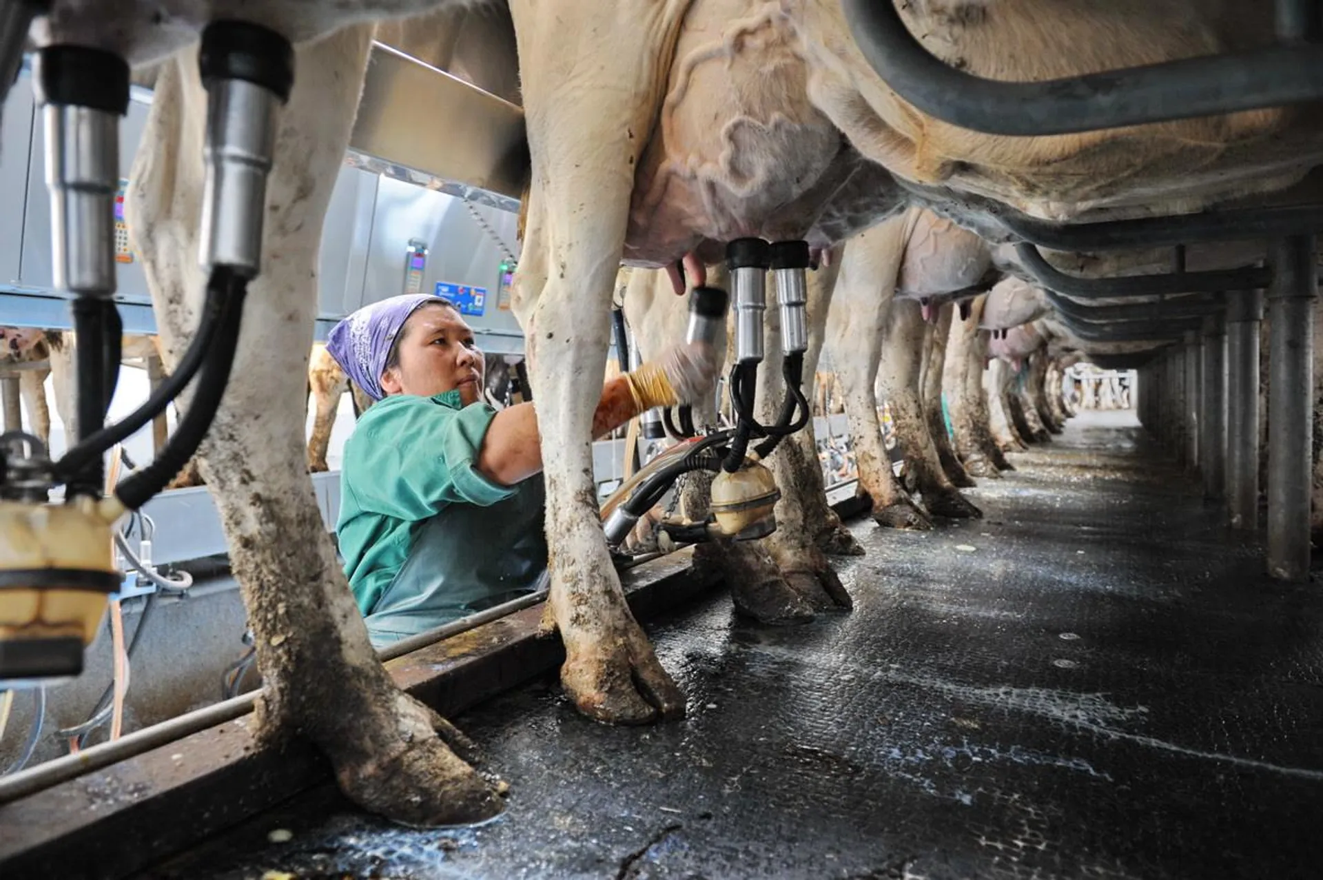 Капитал - В Казахстане дорожают молочные продукты