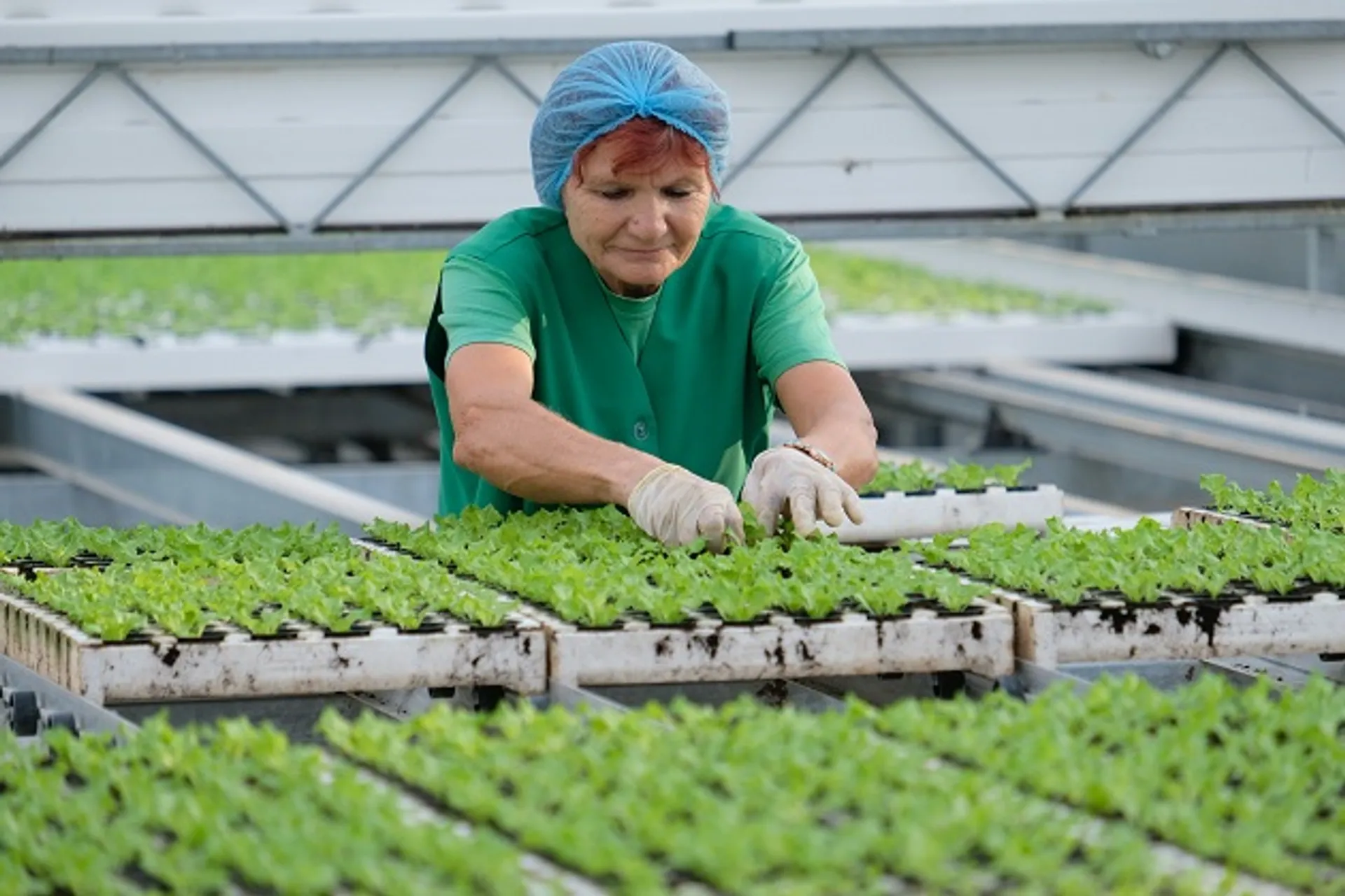 Капитал - Почему невыгодно открывать тепличный бизнес?