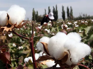 Капитал - Урожай хлопка в этом году составит 300 тысяч тонн