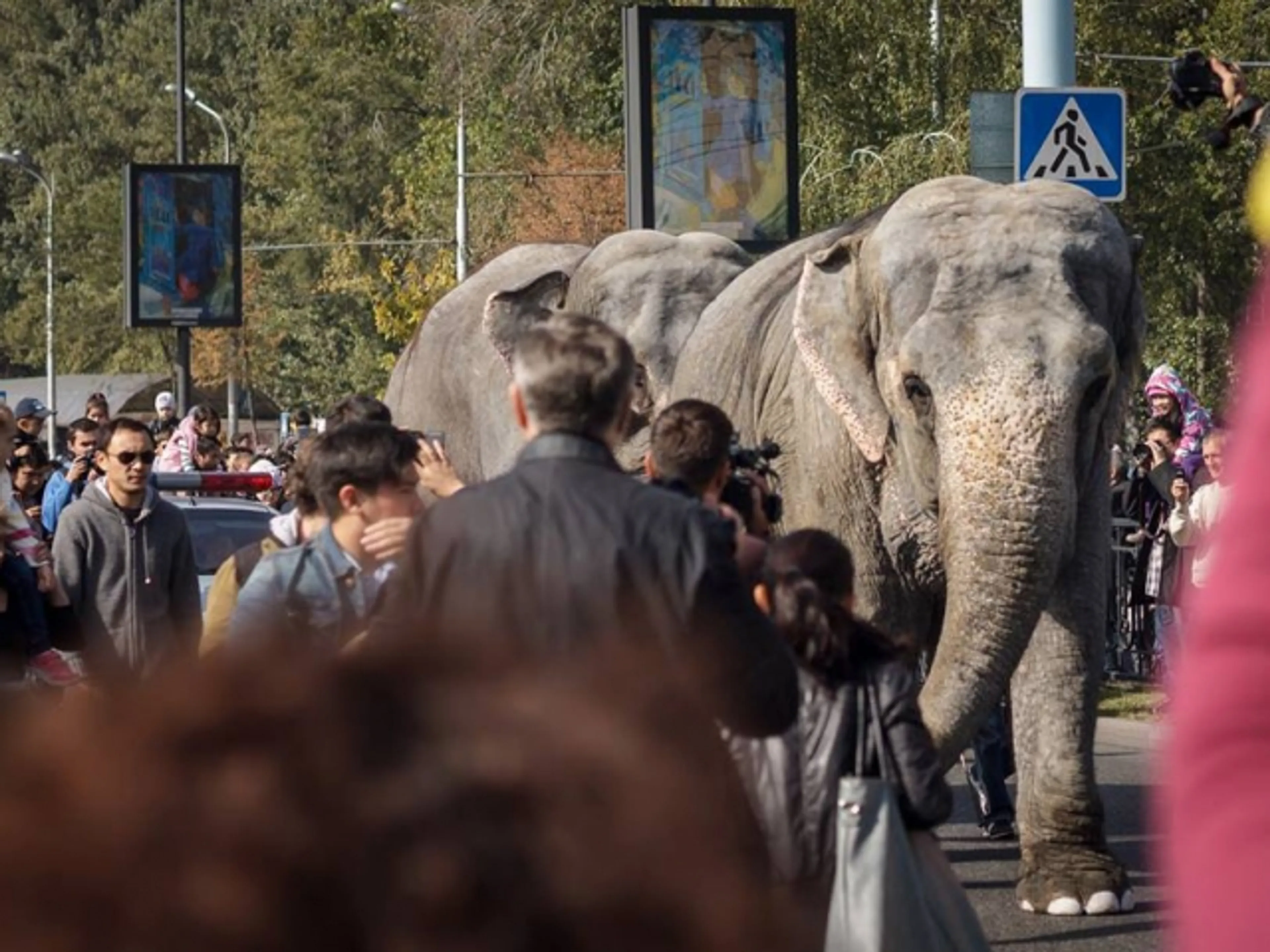 Капитал - Слоны на Абая в Алматы