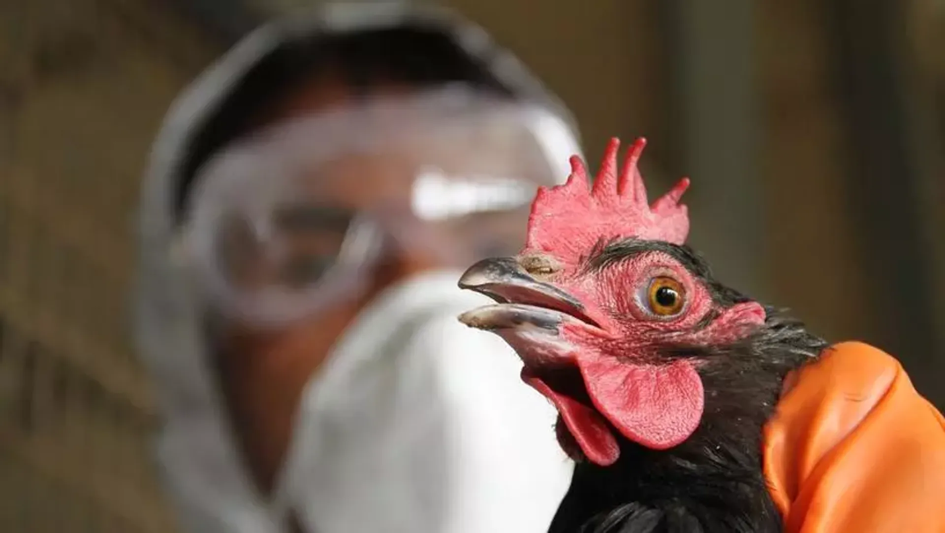 Капитал - Минсельхоз ограничил ввоз живой птицы из Омской области