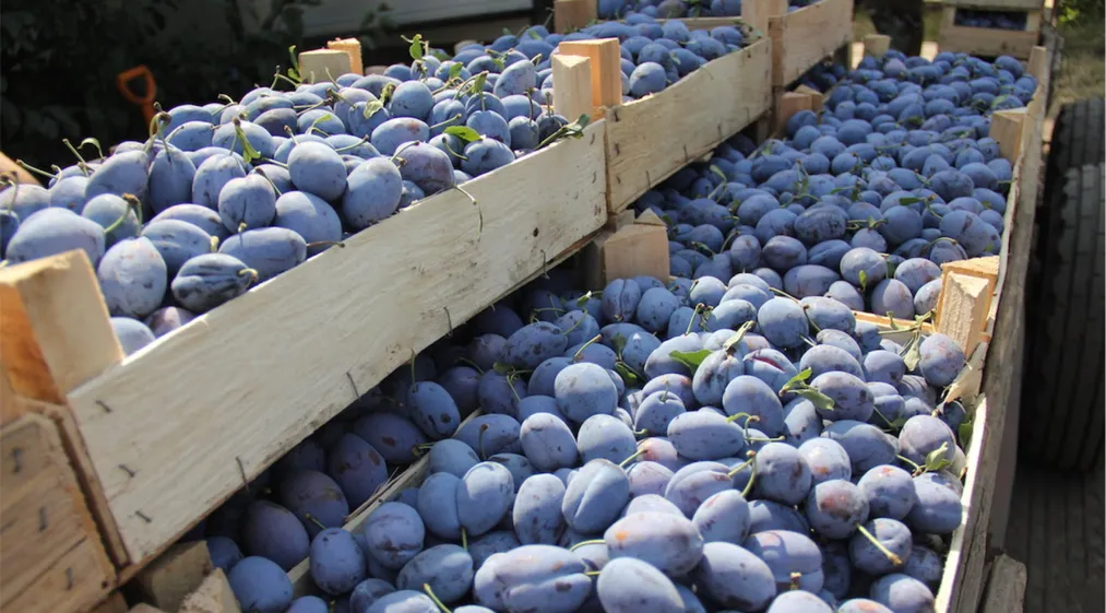 Капитал - Казахстан запретил ввоз сливы из Узбекистана