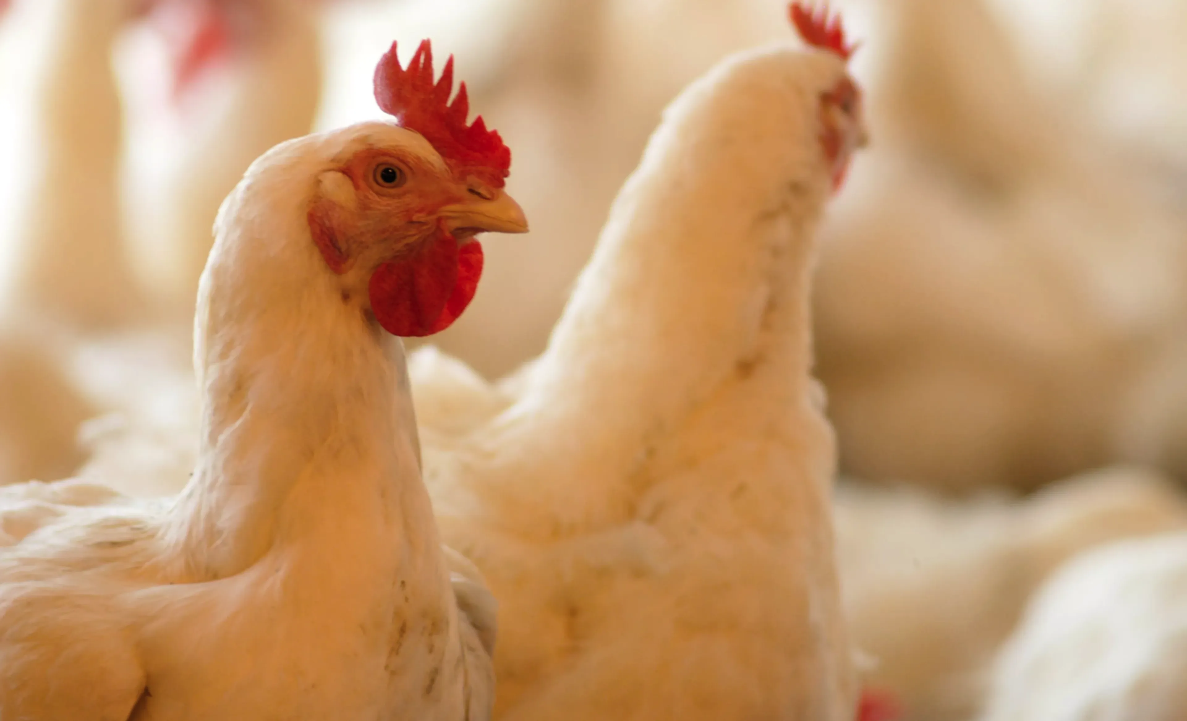 Капитал - Казахстан временно запретил ввоз мяса птицы из Ирана