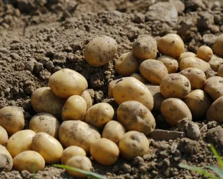 Капитал - Запрещен ввоз некоторых продуктов из Кыргызстана и Узбекистана