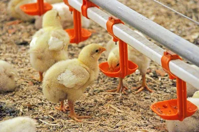 В Актюбинской области появится новая птицефабрика