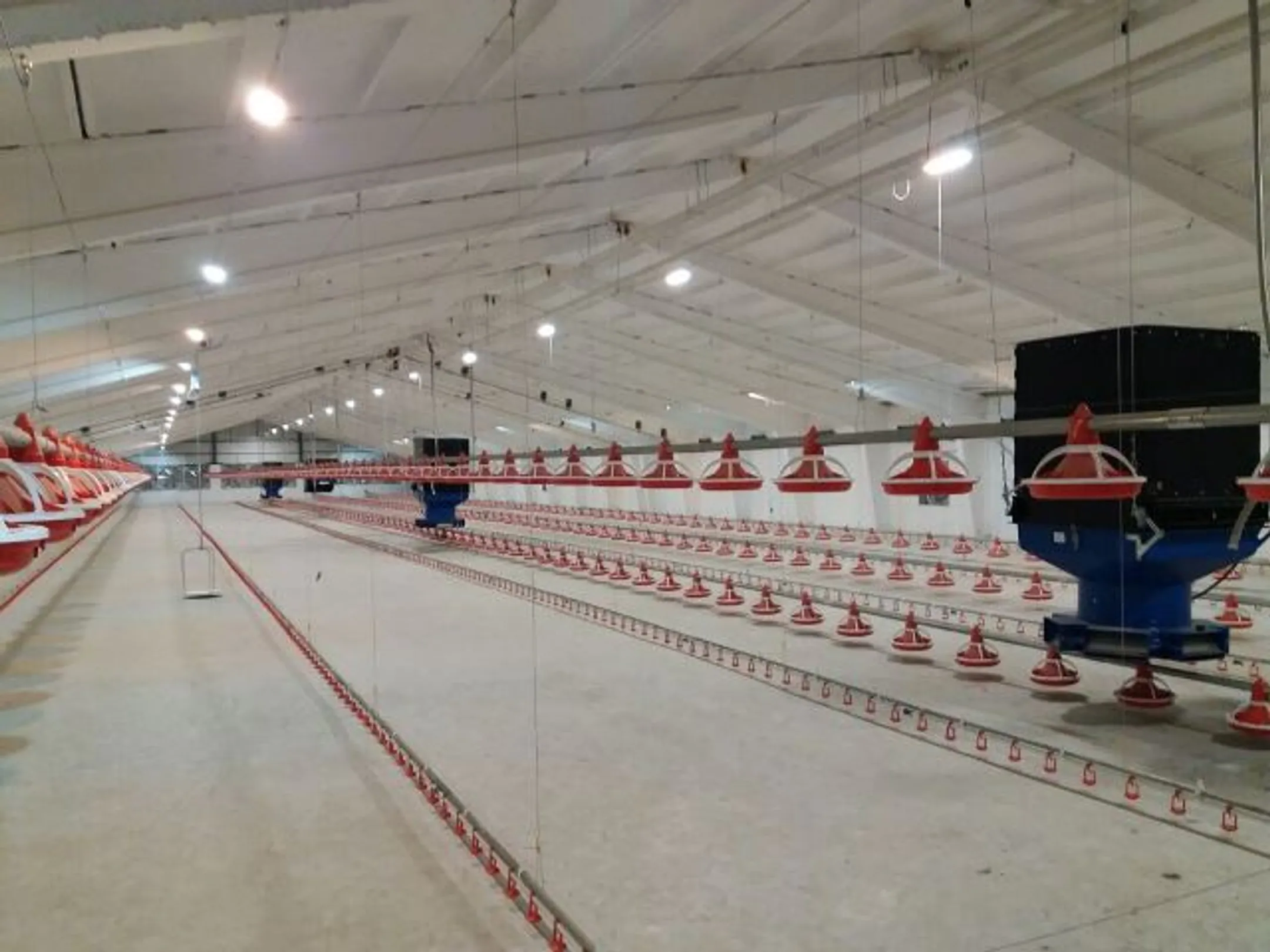 В Жамбылской области запущена новая птицефабрика - Image Kapital.kz