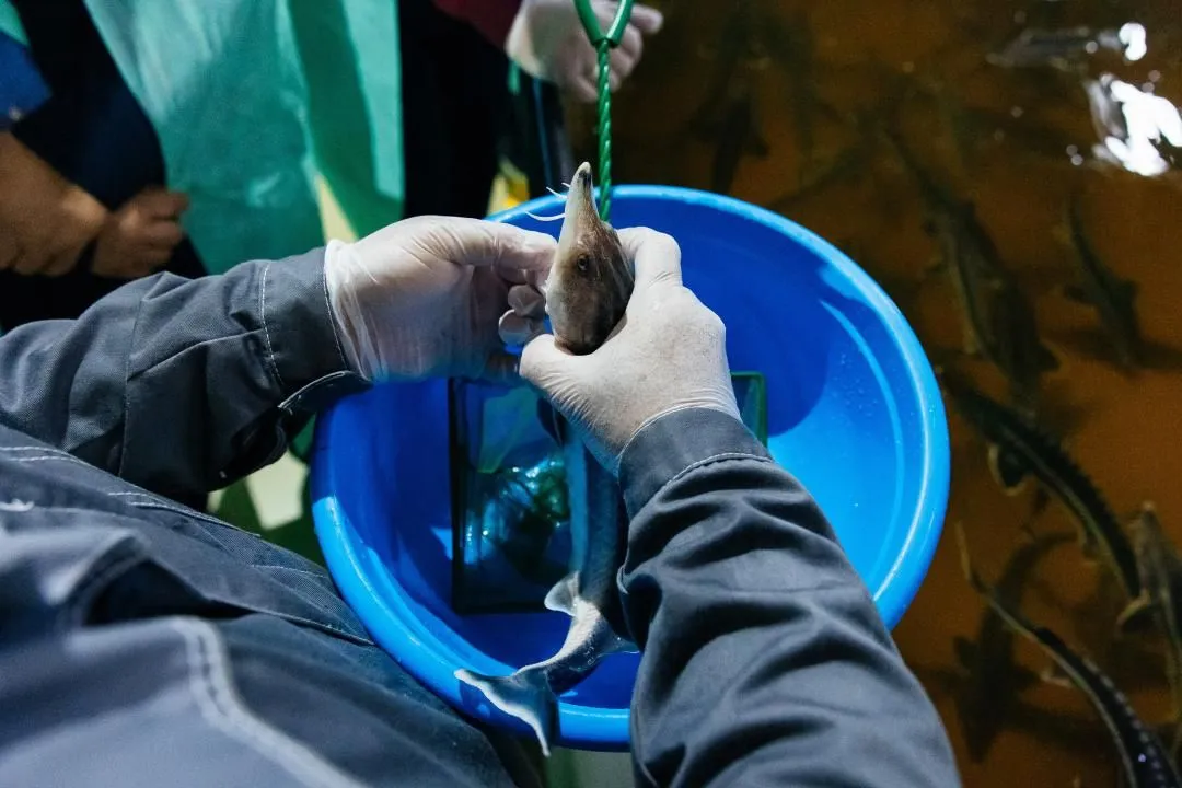 Осенью на Атырауском осетровом заводе начнут второй этап модернизации 