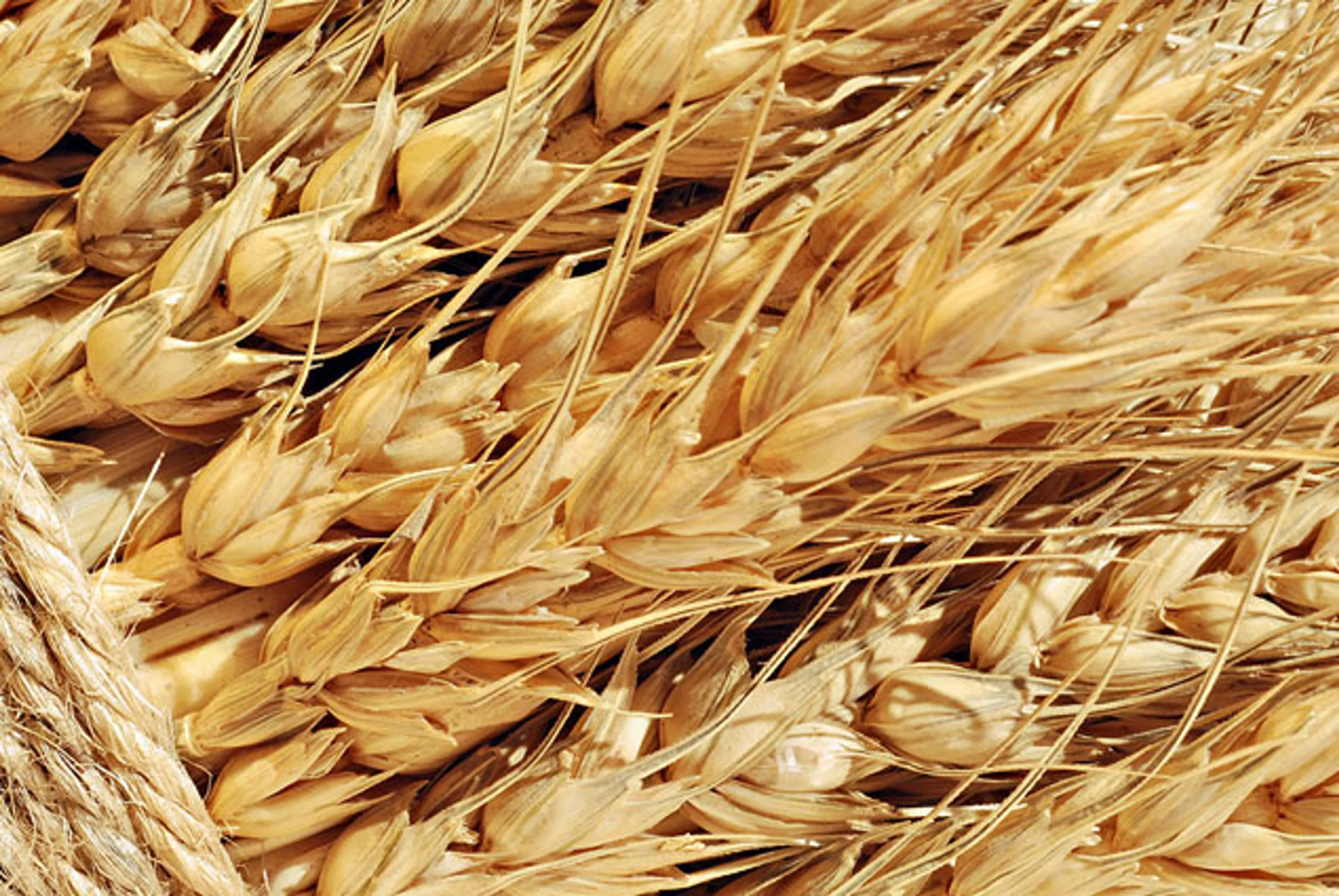 Капитал - В РК планируют собрать не менее 17,2 млн тонн зерна