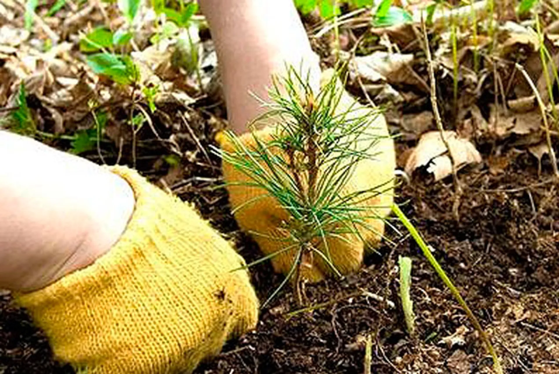 Капитал - На посадку лесов в РК потратили более $3 млн.