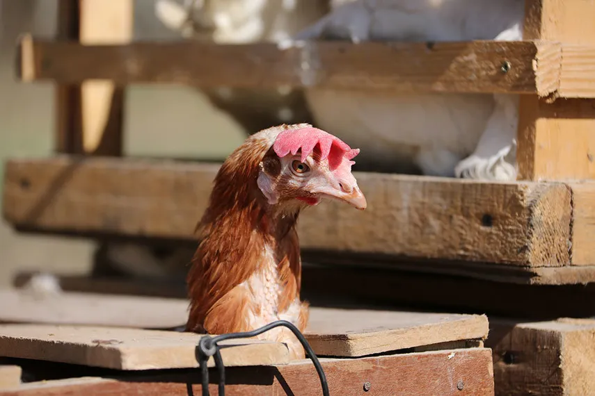 Капитал - АПК «душат» дорогие кредиты