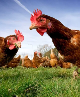 Капитал - Что пойдет на экспорт первым: курица или яйцо?