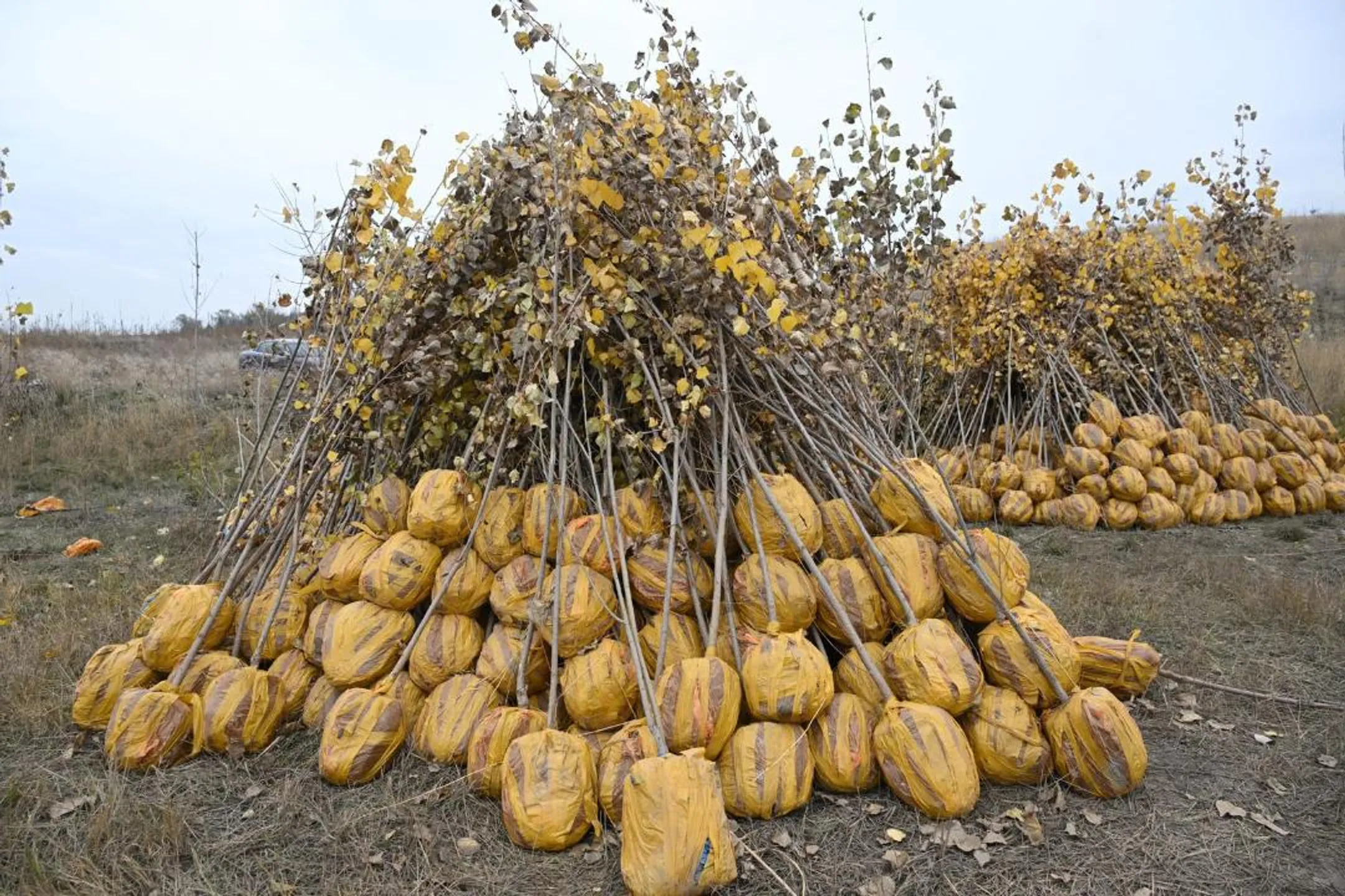 В Алматы высадили более 150 тысяч саженцев - Image Kapital.kz