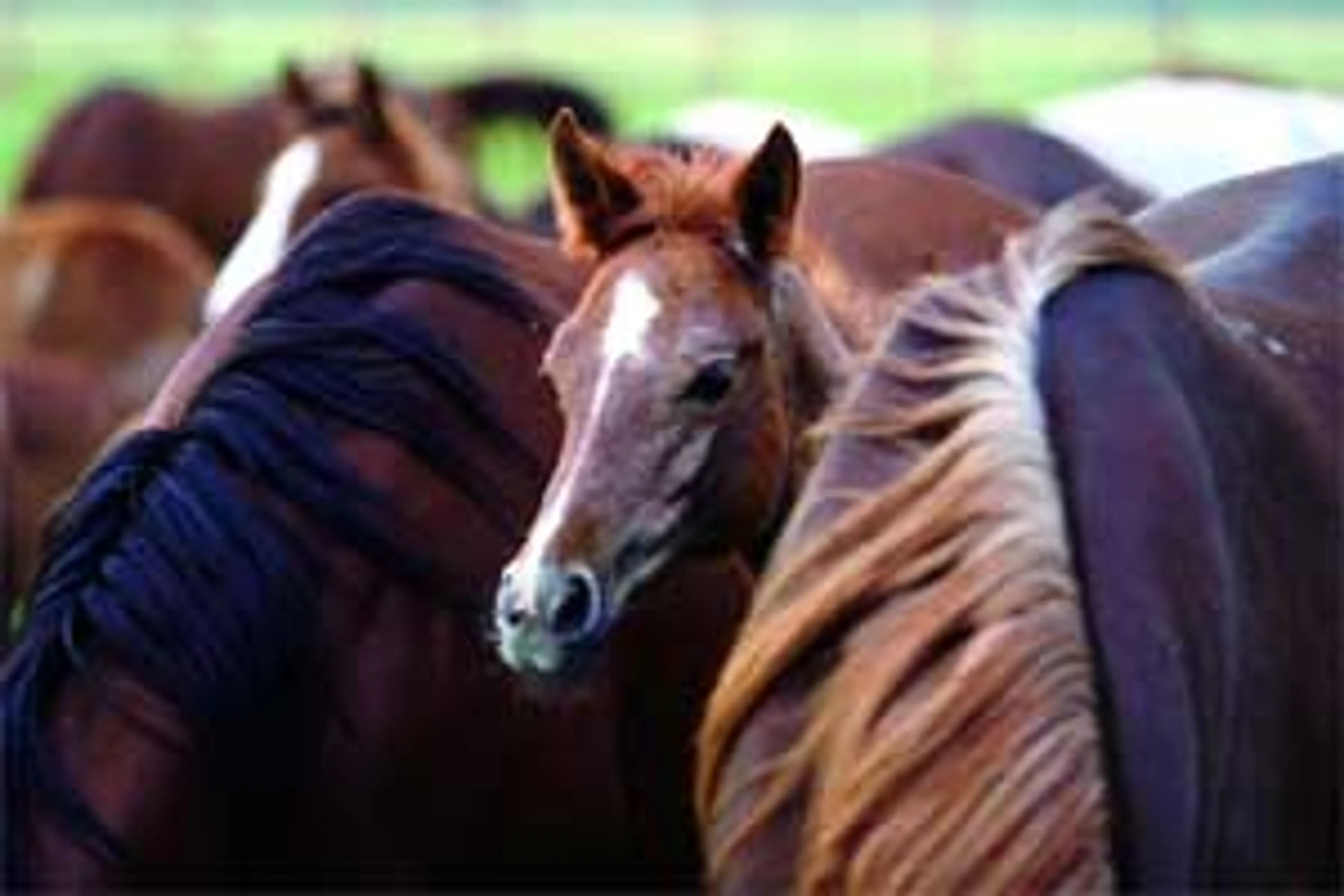 Капитал - На границе с КР задержан скот и несколько тонн мяса птицы