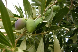 Капитал - Оливковые деревья хотят выращивать в Мангистау