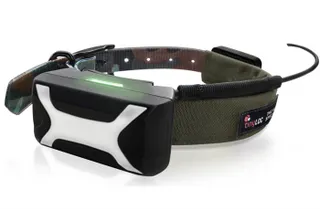 Капитал - На горных баранов в Кыргызстане одели GPS-ошейники