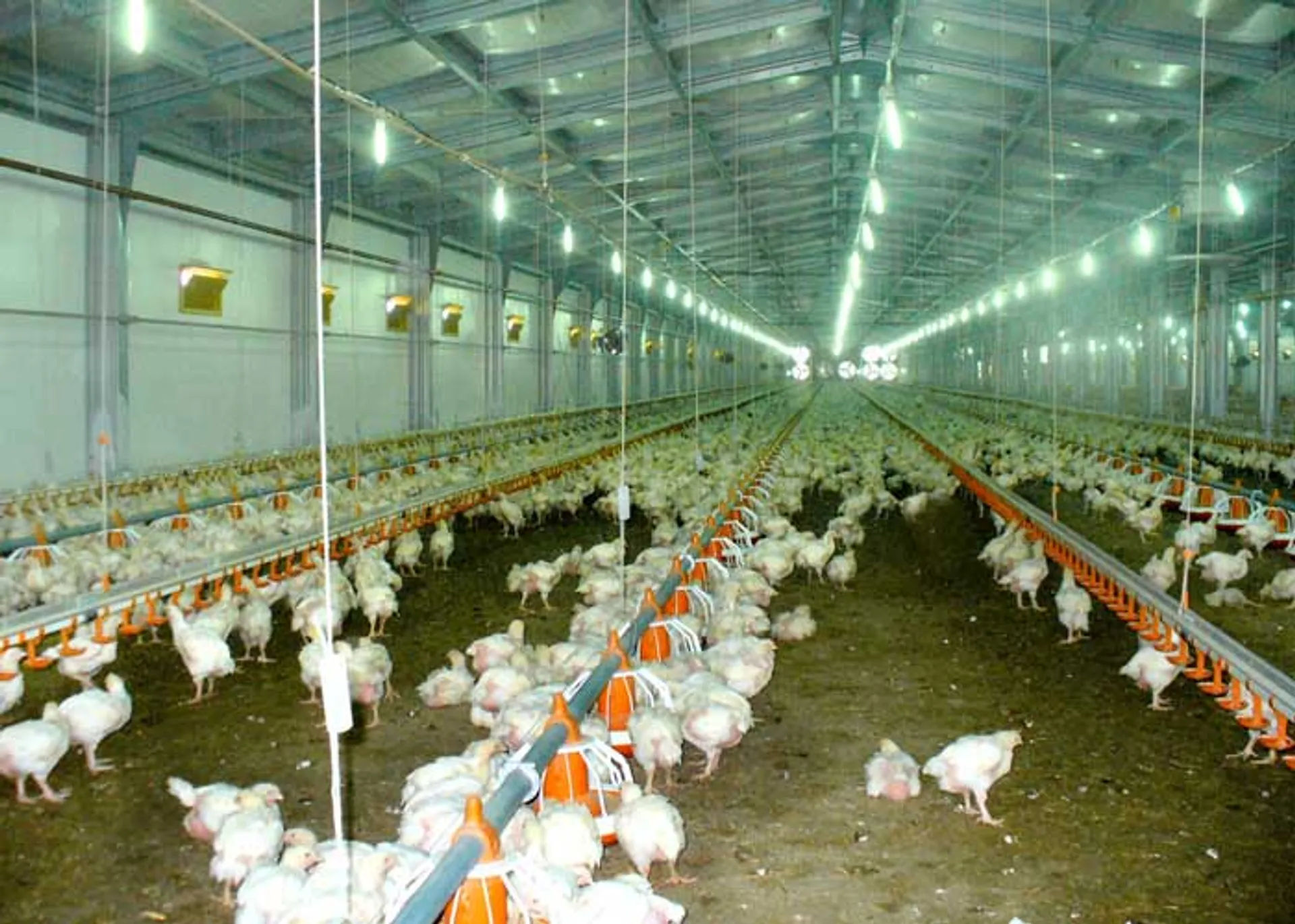 Капитал - Птицеводы просят зерна