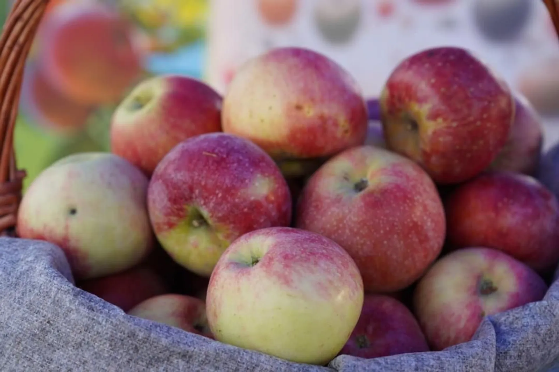 Фото: МСХ РК