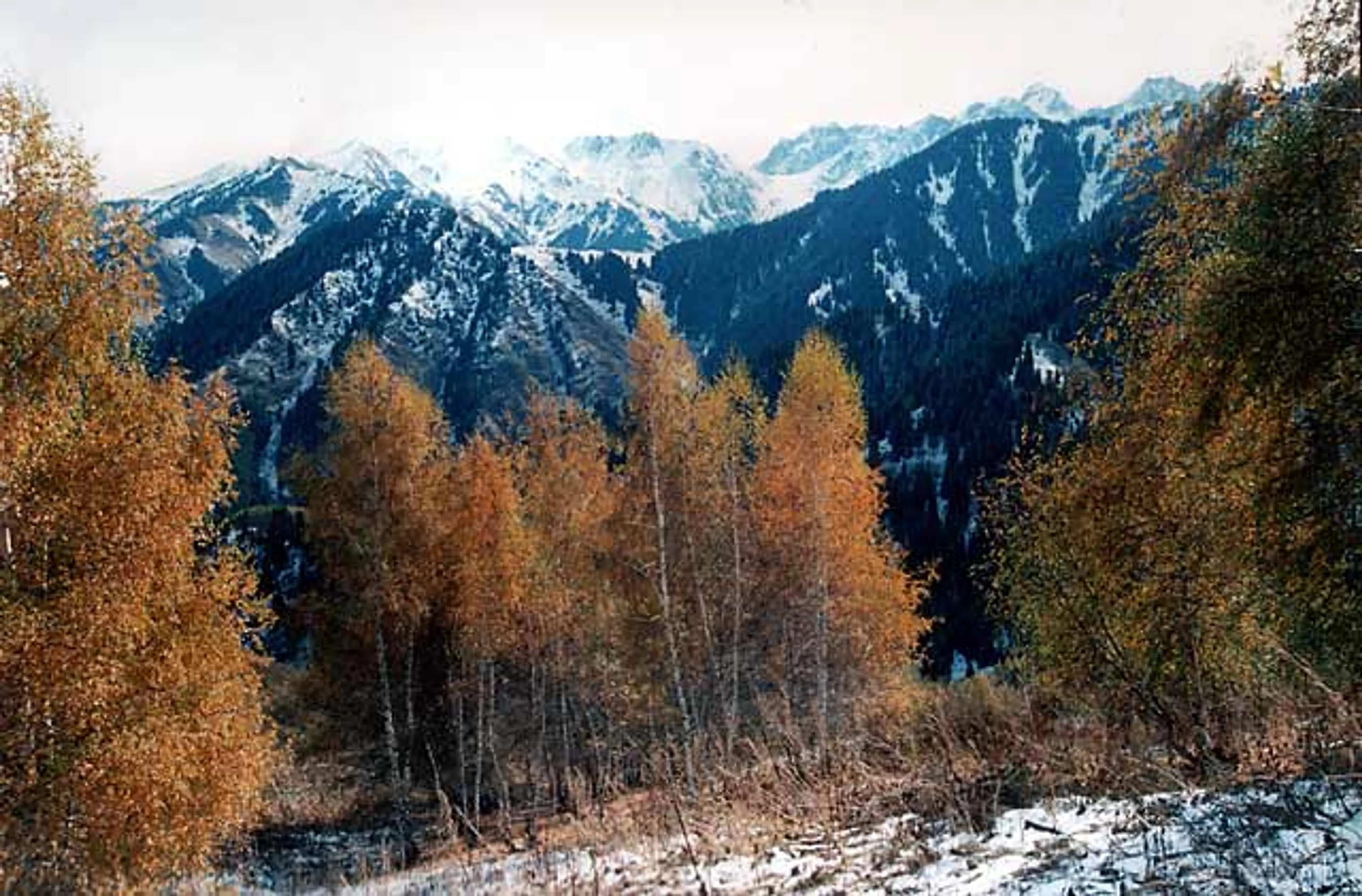 Капитал - Экологи недовольны слушаниями по «Кок-Жайляу»