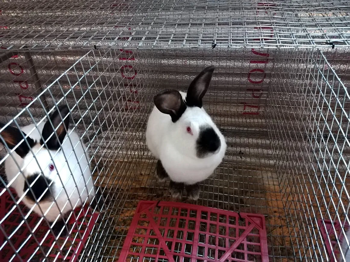 Казахстанские кролиководы покрывают лишь 20% спроса - фото kapital.kz