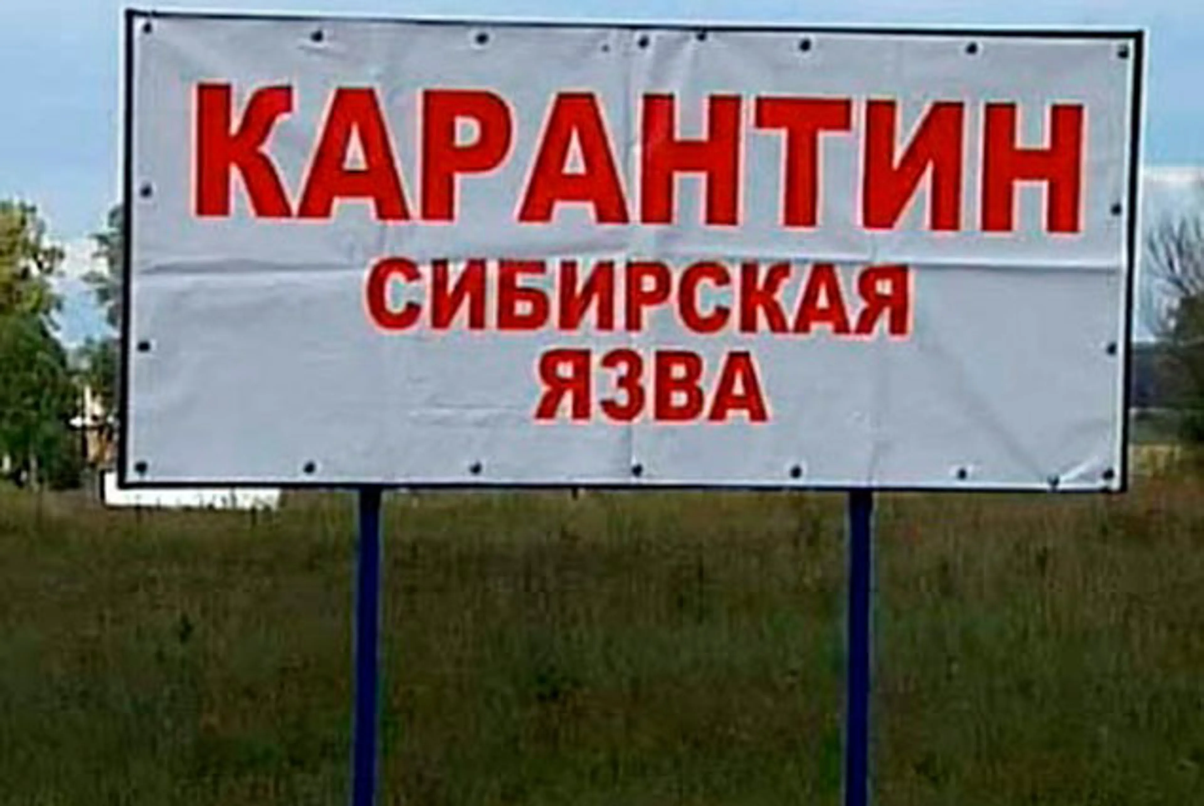 Капитал - Сибирская язва подтвердилась еще у двух кыргызстанцев