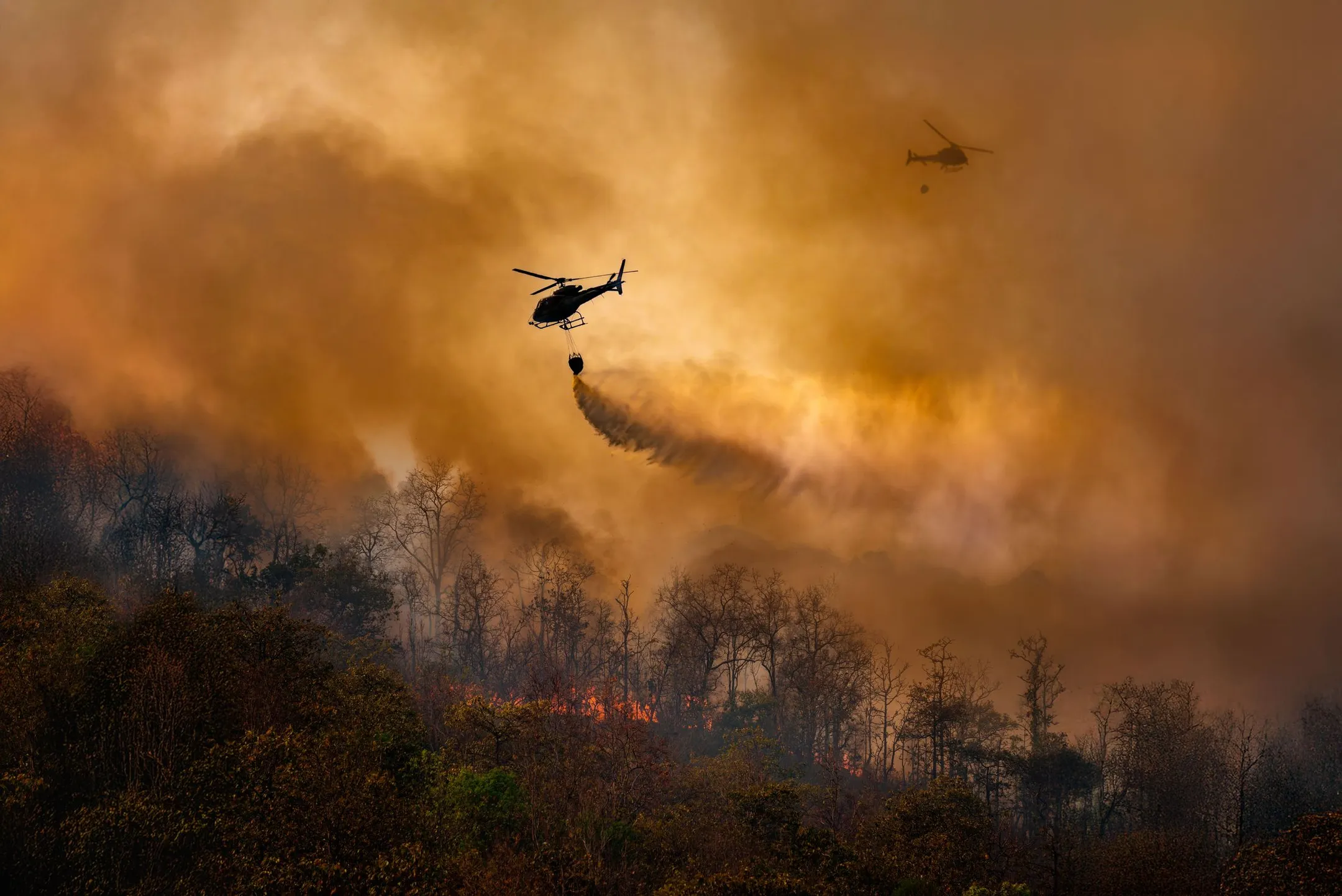 Фото: Freedom Insurance