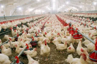 Капитал - Таможенный союз задумался о квотах для фермеров