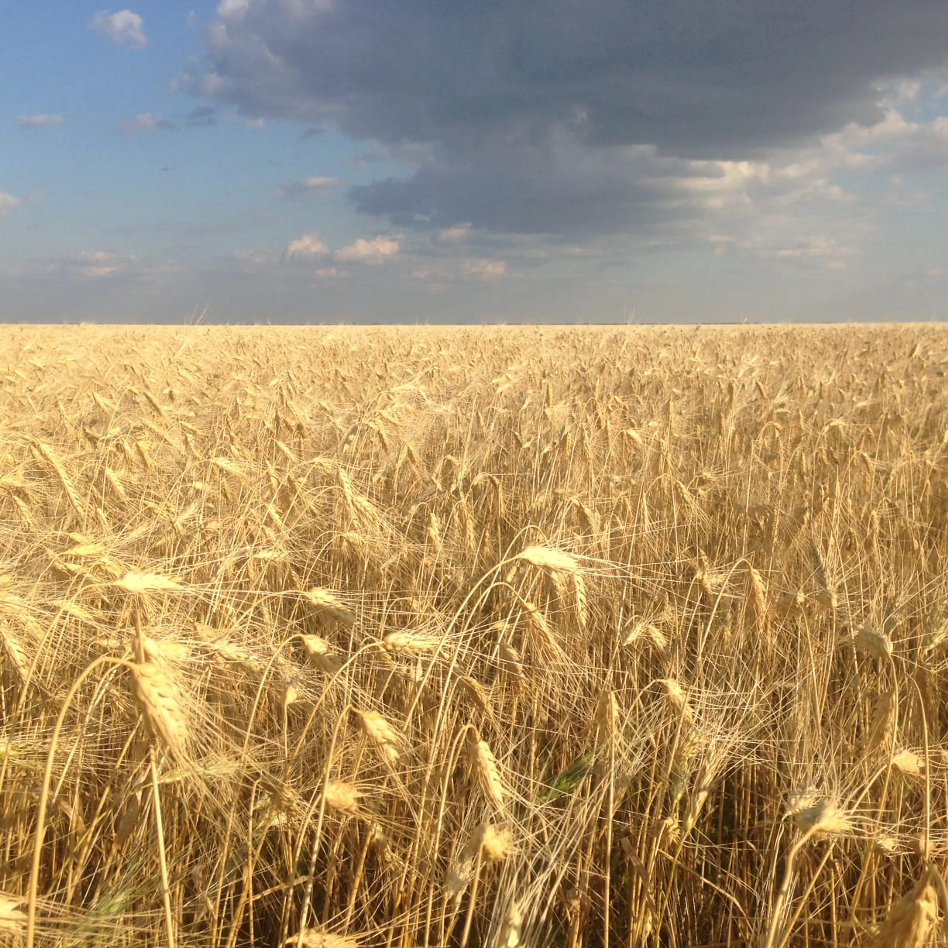 Капитал - Выживет ли казахстанский рынок органики без системы сертификации?