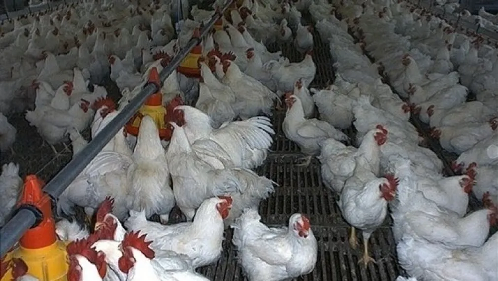 Капитал - Казахстан ограничил ввоз птицы и скота из Дании и Германии